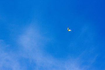 A Butterfly Flies In The Blue Sky