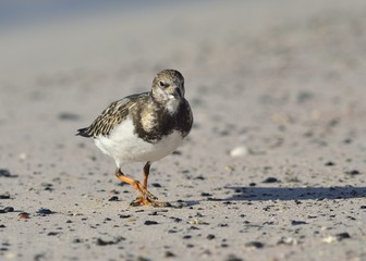 Ruddy Turnstone (Arenaria interpres)