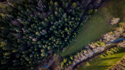 The forest from above