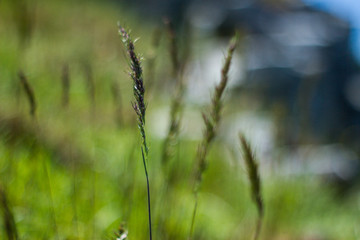 A Grass Thread On A Green Background