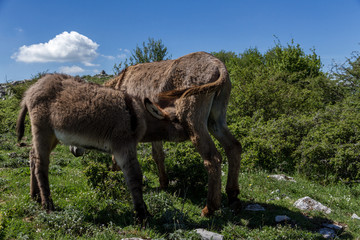 Asino Amiatino, Amiatino Donkey Grazing On Mount Labbro Equus africanus asinus