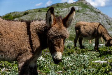 Fototapeta premium Asino Amiatino, Amiatino Donkey Grazing On Mount Labbro Equus africanus asinus