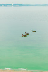 Ducks swim in the blue water