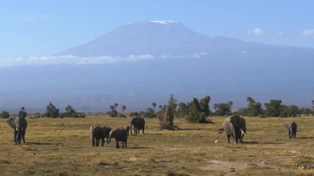 an elephant herd grazing with mt kilimanjaro in the distance at amboseli national park, kenya