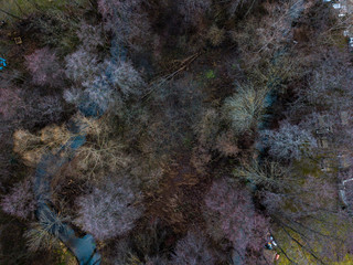 The forest from above