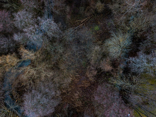 The forest from above