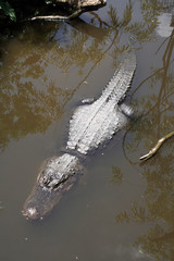 Gator