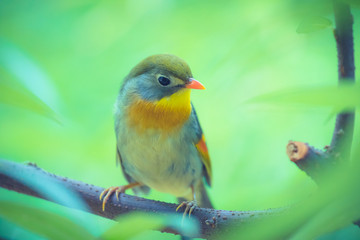 Red robin in beautiful light on a branch with green background