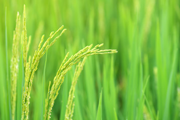 Growth of Rice spike in green rice field.