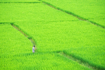 Farmer walking in green rice field.