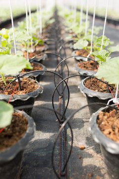 Drip irrigation system for organic melon plant
