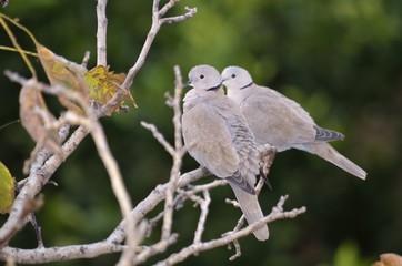 Eurasian Collared Dove (Streptopelia decaocto)