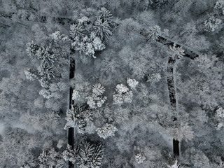 Trees from above on a snowy day