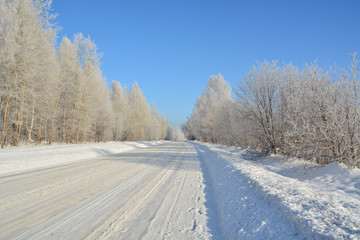 Fototapeta premium birches in the hoarfrost along the winter road