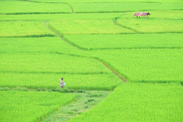 Farmer walking in green rice fields against mountain and fog background.