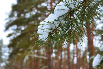 Branch of pine with needle and snow with blurred forest