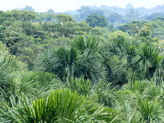 view from above on the Amazon River Napo, Yasuni National Park, Ecuador