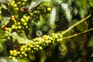Café de Colombia