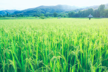 Green Rice Field with Mountains Background in the morning time.