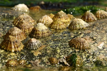 Rolgordijnen Group of limpets on a rock © wojciechhajduk