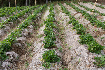 Fototapeta na wymiar fresh organic strawberries plant