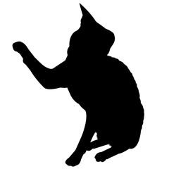 Cornish Rex Cat Silhouette Vector Graphics © Loveleen