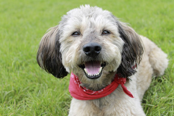 Kleiner Hund Toni1