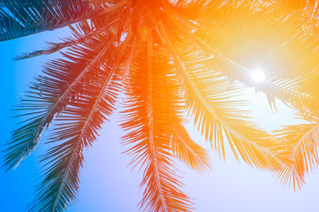 Fototapeta na wymiar Coconut palm trees perspective view with sun light.