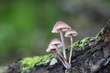 Bleeding fairy helmet, Mycena haematopus