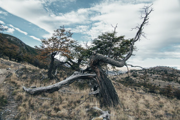 Lonely tree near el chalten,Argentina