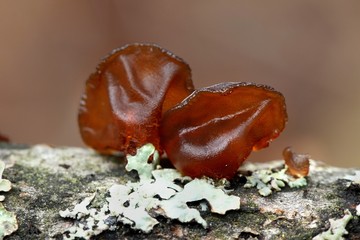 Amber jelly fungus, Exidia recisa, growing on a willow in Finland