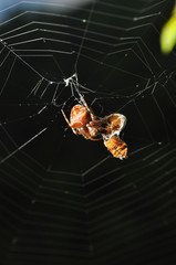 Spider eating prey in web. Spider eat a small insect
