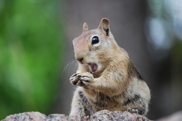 Hungry Squirrel