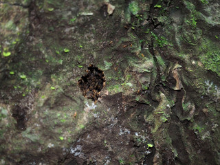 termites fix the opening in the thermite, Amazonia, Yasuni National Park, Ecuador