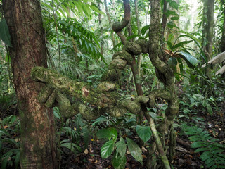 liana on the tree trunk Yasuni National Park, Ecuador