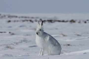 Arctic hare (Lepus arcticus) sitting on snow in spring, shedding winter coat © Sophia