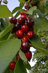 reife kirschen am baum