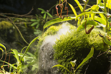 miniature waterfall in a humid environment