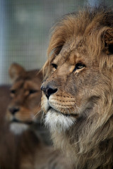 Male and female African Lions