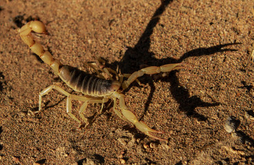 Sxorpion in the Desert
