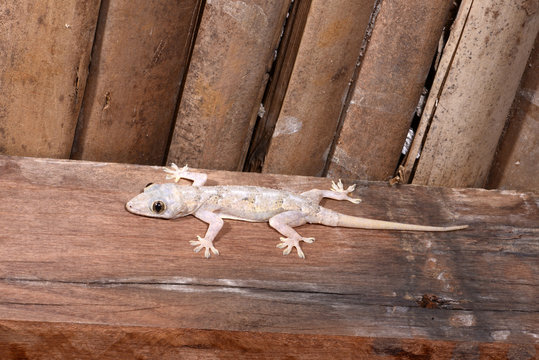 Afrikanischer Hausgecko (Hemidactylus platycephalus) - Flathead Leaf-toed Gecko / Madagaskar
