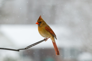 Northern Cardinal in a snow storm