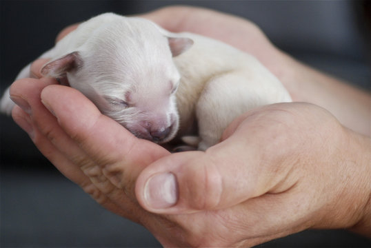 Golden Retriever puppy, five days old, sleeping in hands like a little cozy basket.