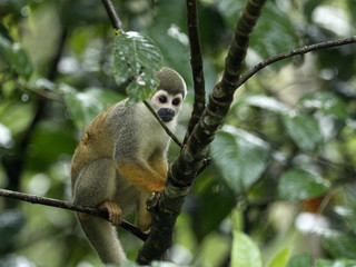 Naklejka na ściany i meble Saimiri sciureus, Common squirrel monkey, is relatively abundant, River Napo, Yasuni National Park, Ecuador