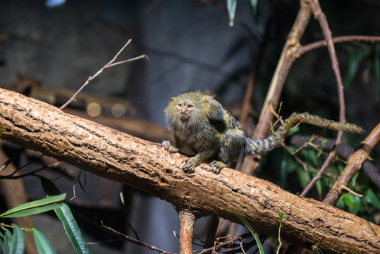 pygmy marmoset - the world’s smallest monkey