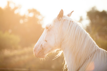 Pferd hört Geräusche hinter sich © annebe