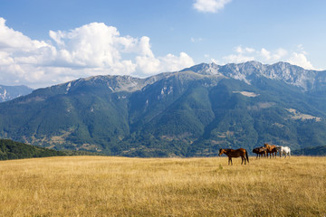 Herd of horses in a highland