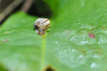 Little snail crawling on green leaf in garden in morning. Snail in the natural wetland habitats