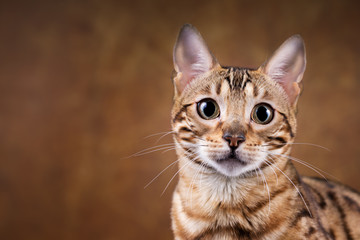 Naklejka na ściany i meble Sehr edel - bildhübsche Bengalkatze - Katze - Bengal 