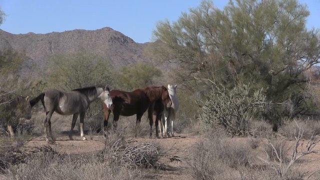 Herd of Wild Horses in the Arizona Desert